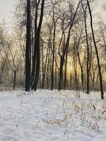 pôr do sol de inverno no parque coberto de neve. temporada e conceito de clima frio foto