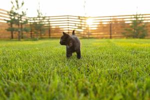 gatinho preto curiosamente ao ar livre na grama - conceito de gato doméstico e animal de estimação. espaço de cópia e local para publicidade foto