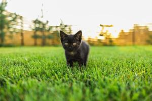 gatinho preto curiosamente ao ar livre no espaço de cópia de verão grama - conceito de animal de estimação e gato doméstico. espaço de cópia e local para publicidade foto