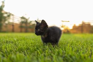 gatinho preto curiosamente ao ar livre na grama - conceito de gato doméstico e animal de estimação. espaço de cópia e local para publicidade foto