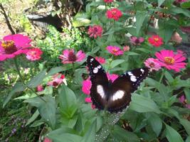 tirei uma foto de uma borboleta empoleirada em uma flor em um jardim florido. o padrão de borboleta parece muito bonito