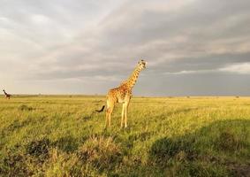 linda girafa na natureza selvagem da áfrica. foto