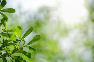 bela natureza vista folha verde no fundo de vegetação turva sob a luz do sol com bokeh e copie o espaço usando como plano de fundo a paisagem de plantas naturais, conceito de papel de parede de ecologia. foto