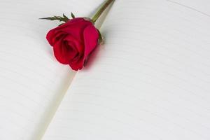 rosa vermelha no fundo do notebook foto