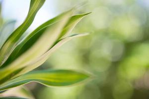 close-up de uma folha de planta com bokeh de fundo foto
