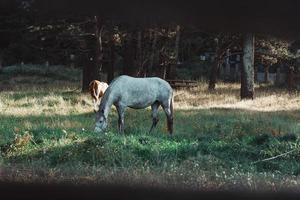 tiro da cerca de um cavalo branco comendo grama foto