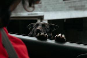 cachorro preto curioso pedindo atenção em um carro foto