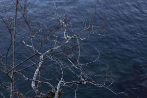 árvore nua sobre um corpo de água foto