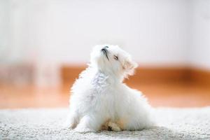 cachorrinho maltês fofo branco, 2 meses olhando para nós foto