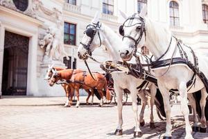 fiaker de treinador de cavalos tradicional em viena áustria foto