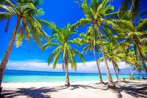 bela praia tropical com palmeiras, areia branca, água azul-turquesa e céu azul foto