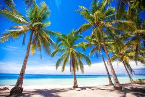 praia tropical com belas palmeiras e areia branca, filipinas foto