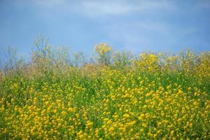 pequena flor amarela. campo de amarelo no jardim com desfoque de fundo verde foto
