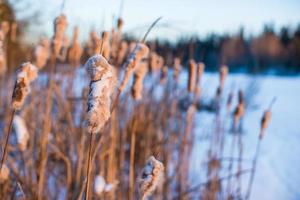 paisagem de inverno com juncos cobertos de neve foto