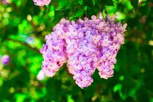 bando de flor lilás violeta em dia ensolarado de primavera foto