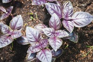 manjericão de opala escura, manjericão de jardim roxo, ocimum basilicum cultivado em jardim de ervas foto