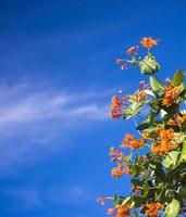 flores e natureza pela manhã ainda brilhante esta flor é lonicera caprifolium o céu está claro foto