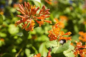 lindas flores de laranja no jardim foto