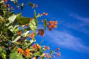 flores e natureza pela manhã ainda brilhante esta flor é lonicera caprifolium o céu está claro foto