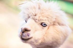 retrato de uma doce lhama branca - alpaca foto
