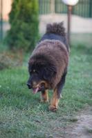 cão da raça mastim tibetano foto