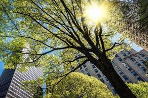 parque madison square em manhattan foto