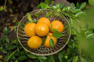 uma cesta de laranjas frescas na natureza foto