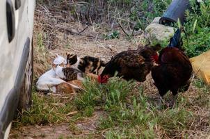 gatinhos e galos em uma fazenda foto
