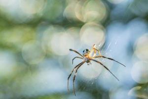 aranha na teia de aranha foto