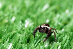 aranha na grama foto