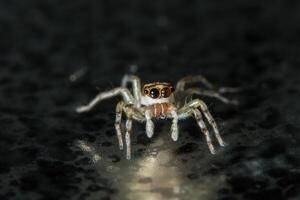 aranha na superfície de vidro foto