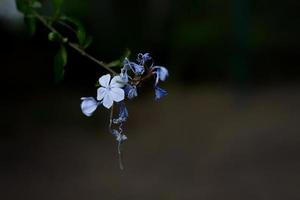 flores azuis em um fundo escuro foto