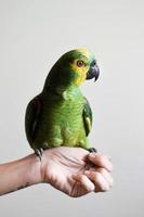 papagaio verde na mão da pessoa foto