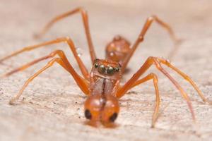 close-up de aranha parecida com uma formiga foto