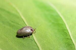 haemaphysalis longicornis em uma folha foto