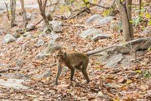 macaco na floresta foto