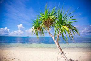 pequena palmeira de coco tropical na ilha deserta foto