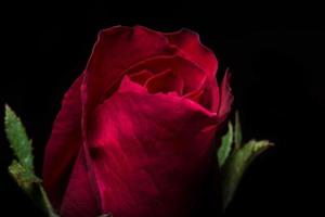 lindas rosas vermelhas em fundo preto foto