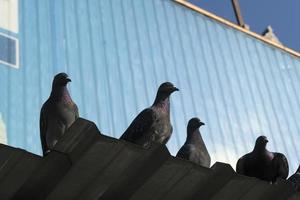 pombos em telhado de alumínio com fundo azul