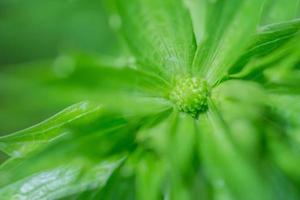 fundo de folha verde, close-up foto