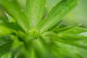 fundo de folha verde, close-up foto