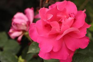 close-up da flor rosa foto