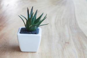 planta em vaso sobre uma mesa de madeira foto