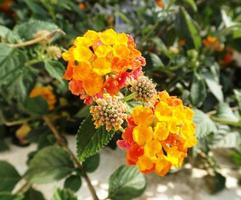 lantana camara flowers
