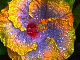 grande flor roxa de hibisco foto