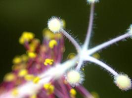 almofadas de estigma e sacos de pólen de uma flor de hibisco foto