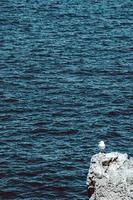 gaivota em uma rocha com água foto