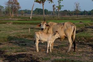 vacas em um campo verde foto