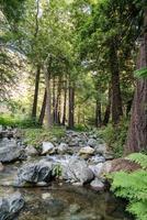 redwoods em big sur foto