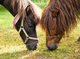 quebec, canadá, 14 de junho de 2015 - dois cavalos comendo grama foto